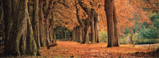 Alter ist voller Möglichkeiten, Wie Jugend nur in andern Kleidern; Und wenn am Abend dann das Zwielicht schwindet, Man am Himmel des Tages unsichtbare Sterne findet. —Henry Wadsworth Longfellow (1807–1882)