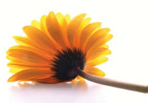 Alter ist voller Möglichkeiten, Wie Jugend nur in andern Kleidern; Und wenn am Abend dann das Zwielicht schwindet, Man am Himmel des Tages unsichtbare Sterne findet. —Henry Wadsworth Longfellow (1807–1882)