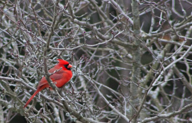 Dankbarkeit erschließt die Fülle des Lebens. Es verwandelt das was wir haben, in genug und reichlich. Es verwandelt Ablehnung in Akzeptanz, Chaos in Ordnung und Durcheinander in Klarheit. Es kann eine Mahlzeit in ein Fest verwandeln, ein Haus in ein Heim und einen Fremden in einen Freund. - Melody Beattie