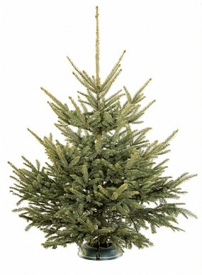 Jesus, du bist der Tannenbaum unseres Lebens, Du bist immergrün, gedeihend, vollkommen und makellos! Die Intensität Deiner Liebe welkt nie dahin. Du schmückst unser Leben mit Deiner Schönheit nicht nur für eine Saison des Jahres, sondern Du füllst uns jeden Tag, jede Minute, jede Sekunde mit Deiner Liebe. Du bist einzigartig, so wie die Form einer Tanne. Niemand ist so wie du!